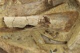 Sandstone With Triceratops Jugal, Tendon & Bone - Wyoming #227967-1
